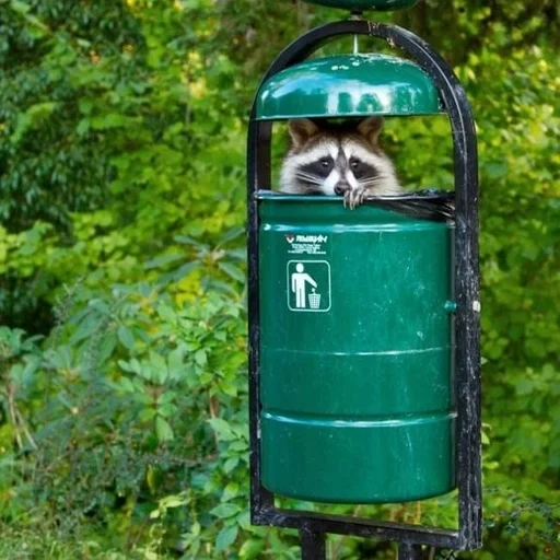 garbage bin, raccoon trash can, parking timer trash can, cat raccoon, street dustbin