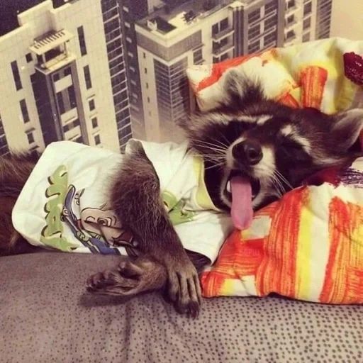 o guaxinim é fofo, raccoon do sono, guaxinim dormindo, animal de guaxinim, guaxinim dormindo