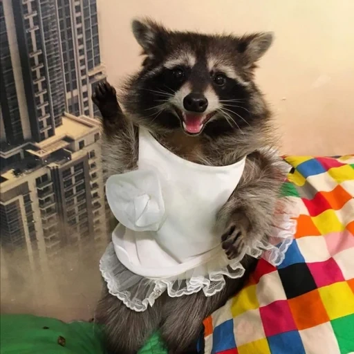 mapache, mapache lindo, ropa de mapache, bapache divertido, raccoon vestido