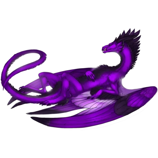 der drache, drachenmeer, violet dragon, violet wyvern, violet dragon