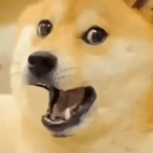 1 abonné, doge, camerophone, téléphone, ajouter