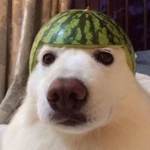 cachorro com melancia na cabeça, cães fofos, 2 k, um gato com uma melancia na cabeça, fotos engraçadas de animais