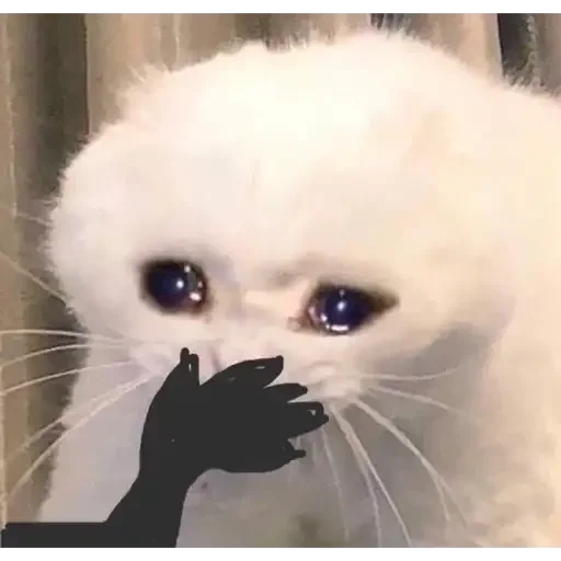 sad cat, mem sad cat, cat from meme, cat piange, cat