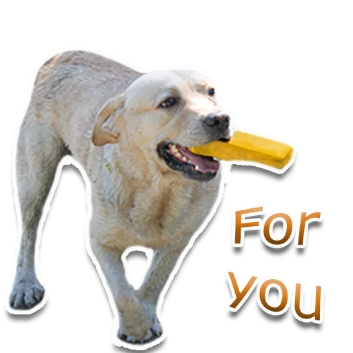 dog, dog, animals, labrador retriever, labrador eats carrots