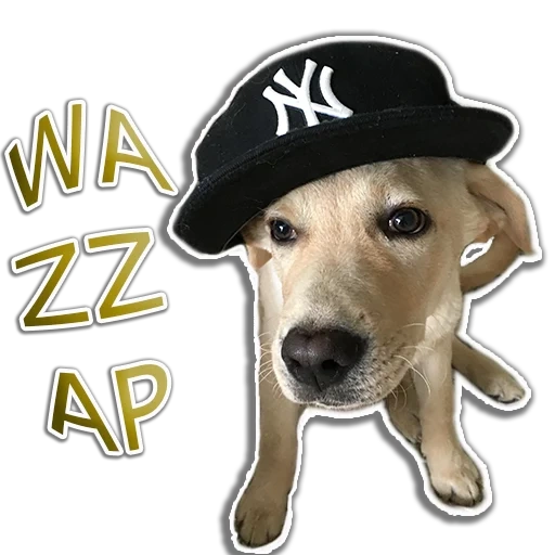 dogs, swag dog, dog cap