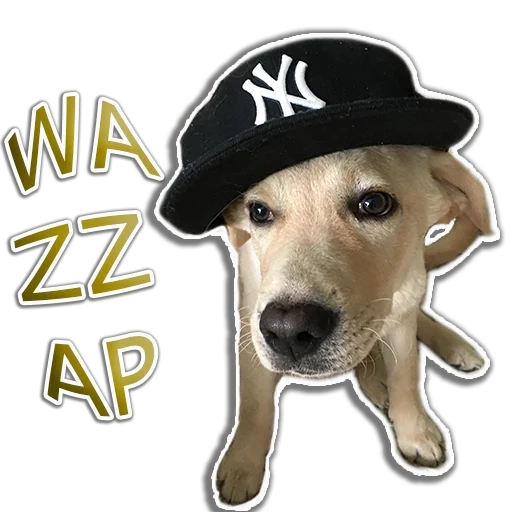 cães, cachorro swag, boné de cachorro