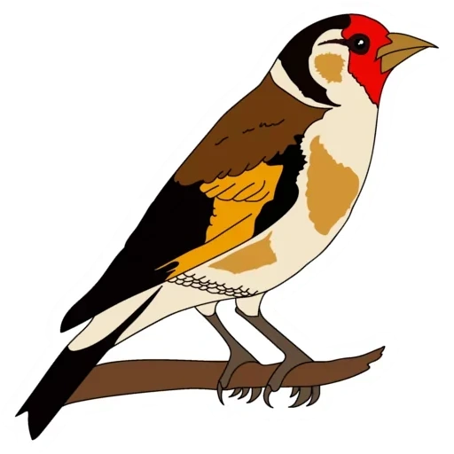 goldfinch, pola chafer