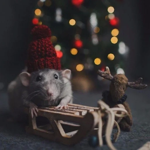hat of the mouse, rat new year, new year's rat, lovely rats dambo, christmas rats