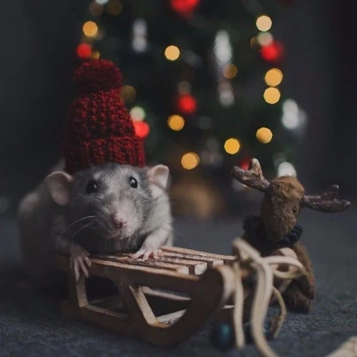 hut der maus, ratten neues jahr, neujahrsratte, schöne ratten dambo, weihnachtsratten