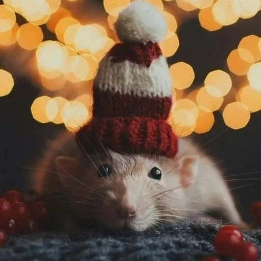 umano, cappello del topo, cappello di ratto, i cappelli del topo, il topo di capodanno