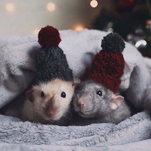 tatarstan, due topi, è un nuovo anno, bel ratti di capodanno, gli animali adorabili sono a casa