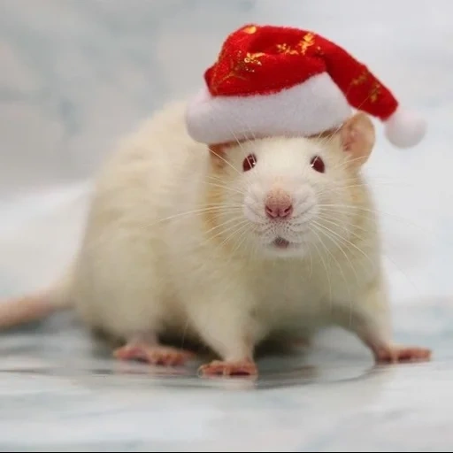 белая крыса, крыса животное, крыса новый год, новогодняя крыса, крыса новогодней шапочке