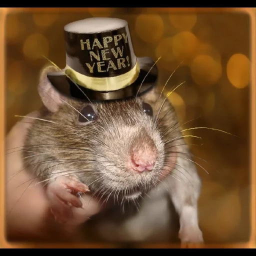 el sombrero de ratón, rata rata, sombreros de ratas, rata festiva, home rat es divertido