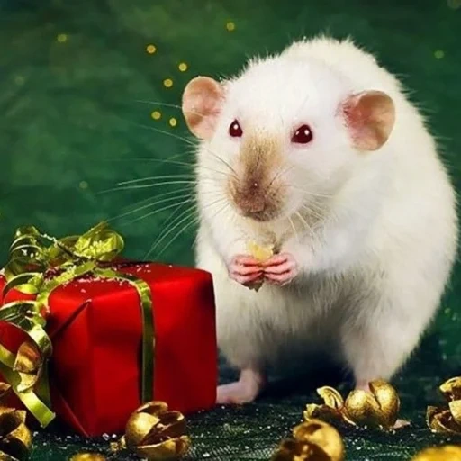 anno del topo, ratto bianco, 2020 anni, rat 2020, il topo di capodanno