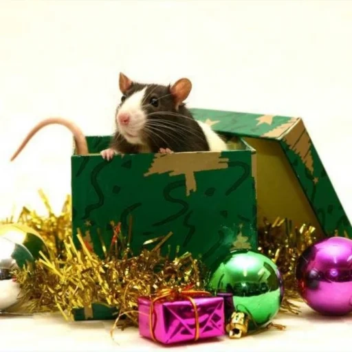 neujahr, ratte mit einem geschenk, ratten neues jahr, neujahrsratte, die ratte gibt ein geschenk