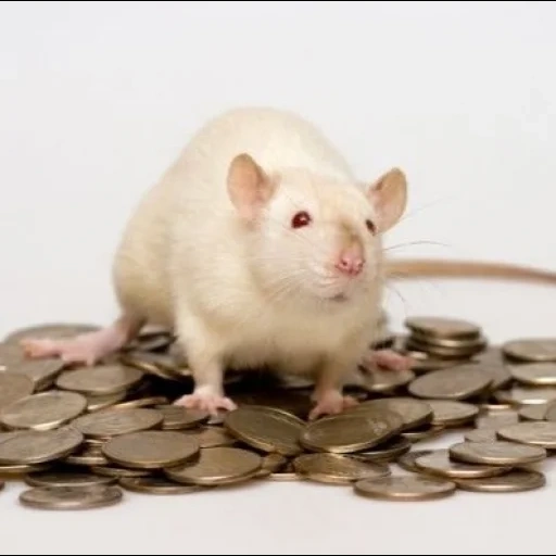 ratte, ratte, maus mit geld, eine ratte mit einer münze, ratte mit geld