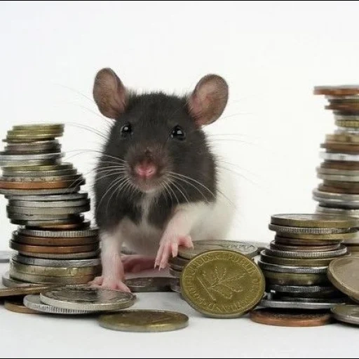rata, rata, rata gris, rata con dinero, rata de la raza dambo