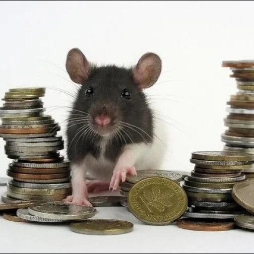 ratte, ratte, graue ratte, ratte mit geld, ratte der dambo rasse