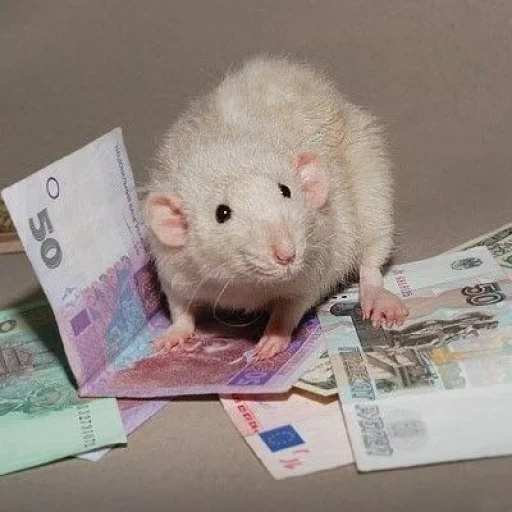 i soldi, ratti, ratto con denaro, rat dambo rex, dambo di ratto decorativo