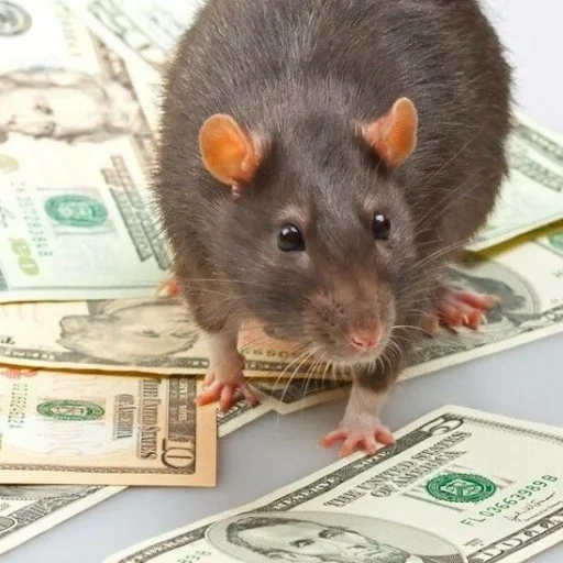 ratte, rattenjahr, graue ratte, rattenratte, ratte mit geld