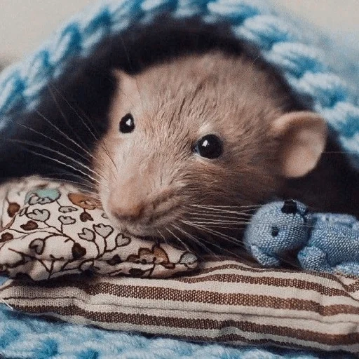 schöne ratten, süße maus, ratte dambo, schöne ratten, kleine maus