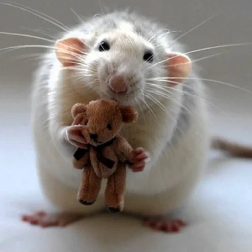 rato, dambo de rato, ratos adoráveis, estradas dambo, animal de rato