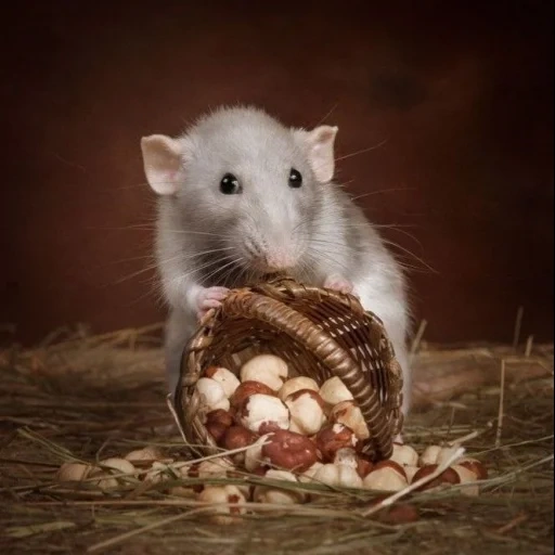 rato, ano do rato, chris em 2020, ratos bonitos, cesta de ratos