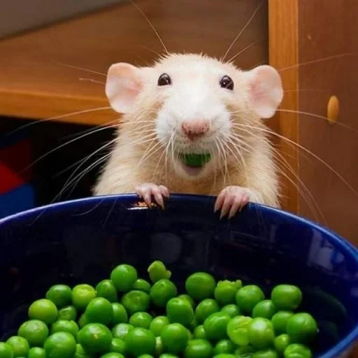 ratto, ratto, ratto ratto, il topo è dolce, ratto domestico