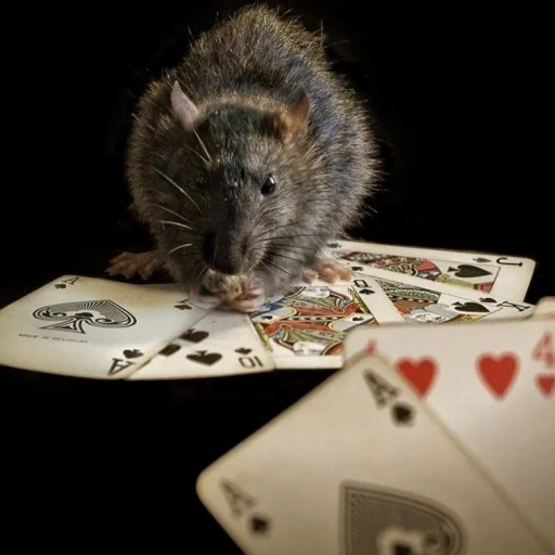 ratas, rata del ratón, rata gris, las ratas juegan cartas, gran rata passyuk