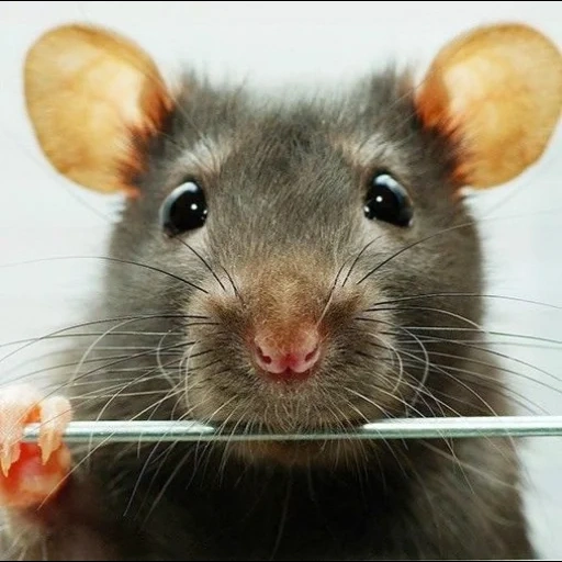 les rats, oreilles de rat, rat souris, le visage du rat, ambo de rat