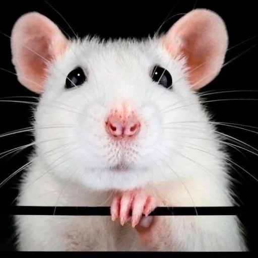 rat, le rat est blanc, ambo de rat, rat blanc, dambo de rat décoratif