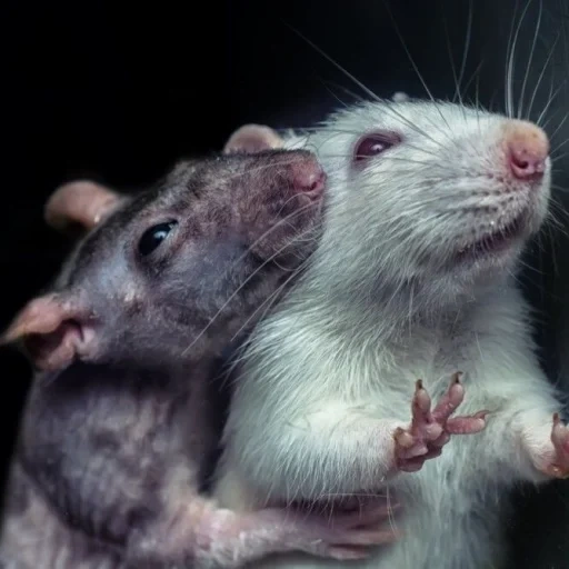 deux rats, rats dambo, le rat est gris, dambo du rat est gris, dambo de rat adulte