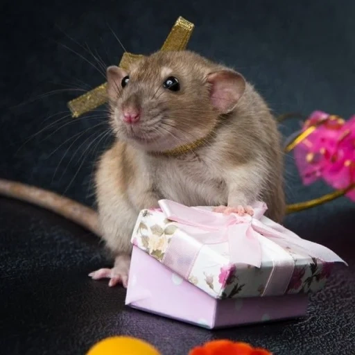año de la rata, rata ratón, ratas encantadoras, rata dambo, paraíso del ratón