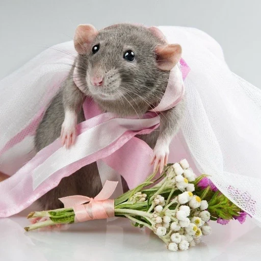 ambo de rat, couronne de rat, rat avec des fleurs, rat avec un arc, beaux rats