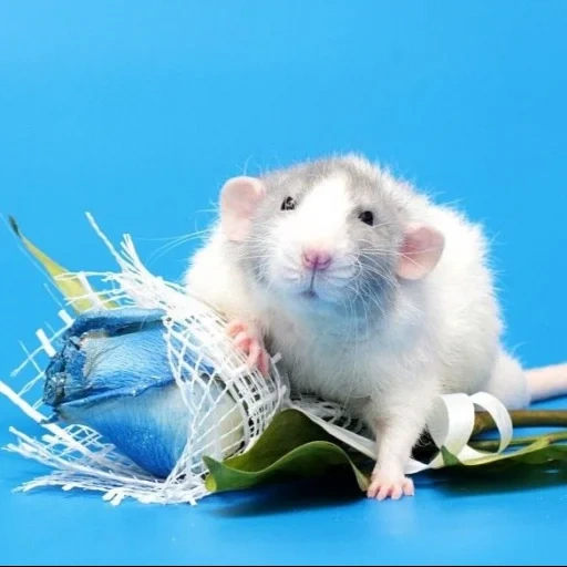 weißer hamster, straßen dambo, die ratte ist dekorativ, der hamster ist weiß, bernstein ratte dambo