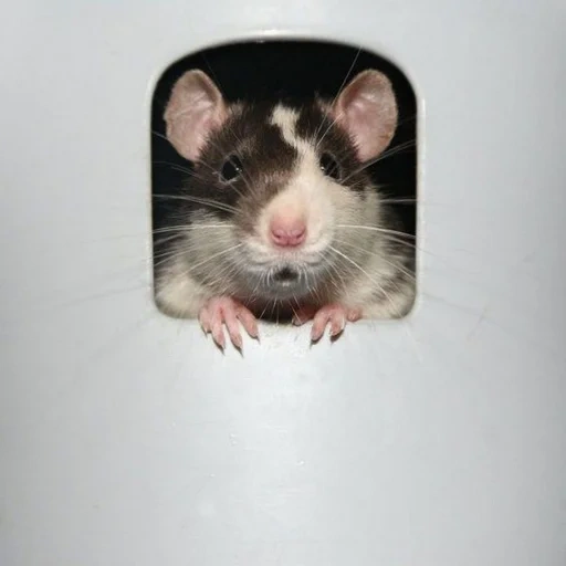 ratto, ratto dambo, ratto domestico, animale di ratto, rat rex decorativo