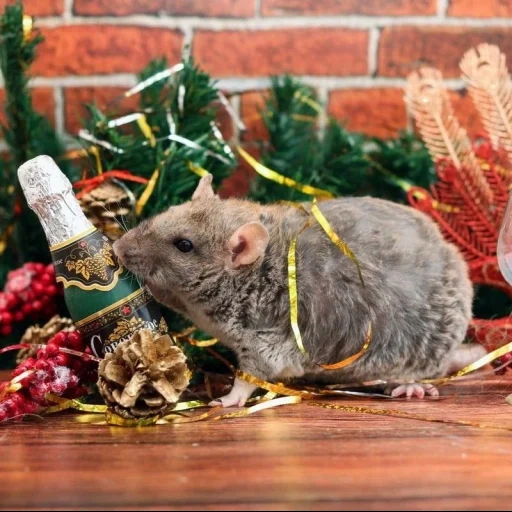 крыса, год крысы, крыса крыса, крыса зимняя, новогодняя крыса