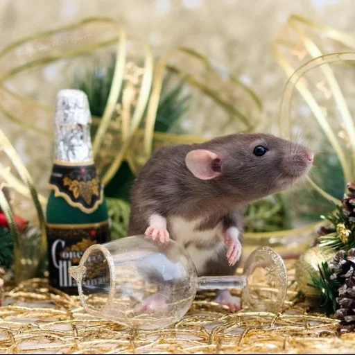 año del mouse, año de la rata, rata del ratón, rata blanca, rata de año nuevo