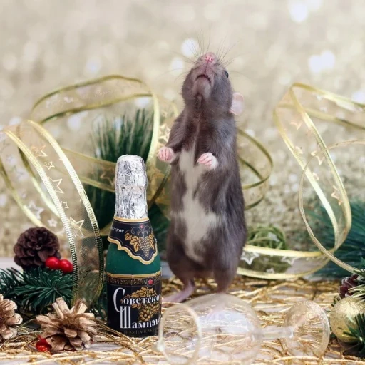 новый год, крыса крыса, крыса вином, мышиный новый год, крыса зимним мехом