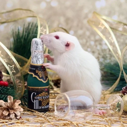 год крысы, белая крыса, белая крыска, крыса новый год, новогодние крысы