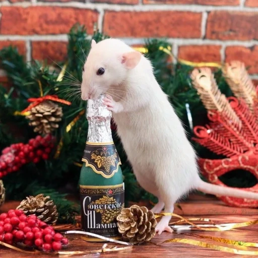 anno del topo, ratto bianco, capodanno del topo, il topo di capodanno, il servizio fotografico di capodanno dei topi