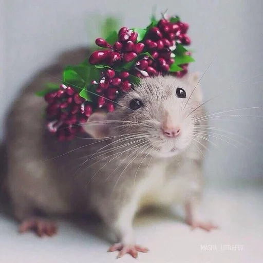 rata dambo, hermosas ratas, ratas decorativas, ratas decorativas, lindas tarifas de estética