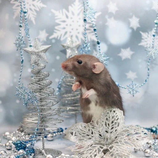 nouvel an, beaux rats, rats du nouvel an, nouvel an de souris, obtenez bien une carte postale