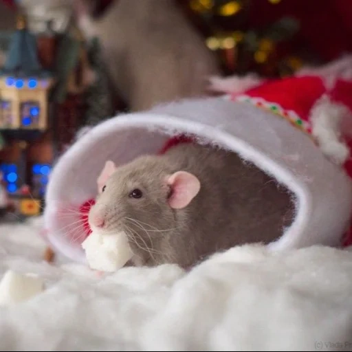 ratto, ratto di topo, il topo di capodanno, mouse di capodanno, secondo il calendario orientale