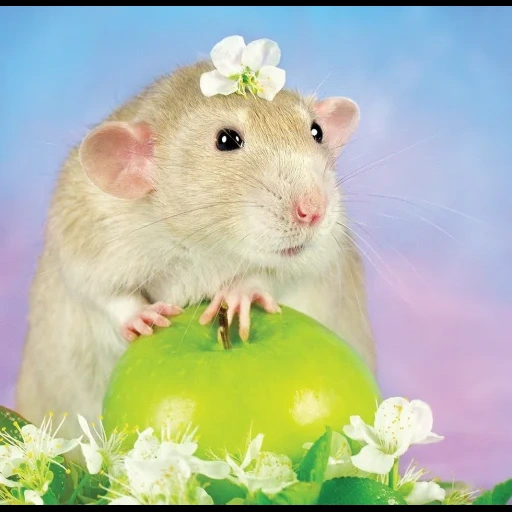 tikus, hari tikus, tikus yang indah, sergey yesenin, tikus yang cantik
