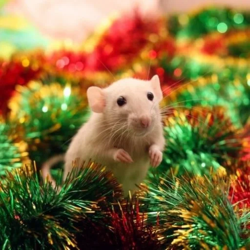 dambo de rato, 1590 400 hamsters, rato de ano novo, rato dambo siamskaya, e deixe o rato em casa sair