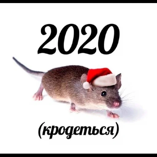 ano de rato, o mouse está furioso, o rato está furtivo, novo 2020, o mouse está encolhido ng