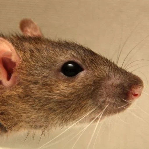 oreilles de rat, le nez du rat, rat souris, museau de rat, rat close up