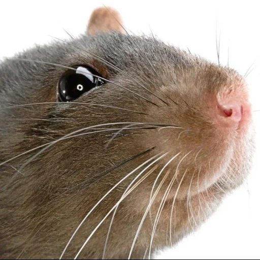 nariz del ratón, hocico de rata, rata dambo, hocico de rata, animal de rata