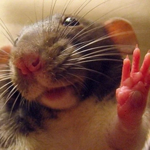 rato, rato, dambo de rato, ratos engraçados, o rato sorri